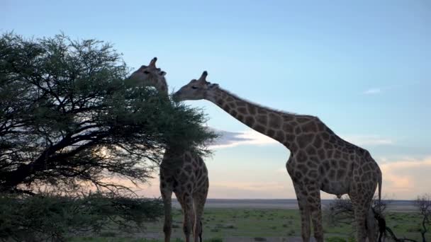 Два Жирафи Їдять Акацію Заході Сонця Савані Етоша Намібія Повільному — стокове відео