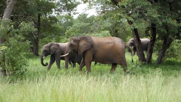 Tres Elefantes Caminando Hierba Franja Caprivi Namibia Cámara Lenta Safari — Vídeos de Stock
