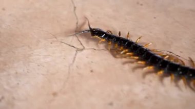 Scolopendra, Botswana, Afrika 'da yavaş çekimde kulübede yürüyor. Vahşi yaşam izliyor.