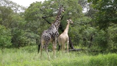 Caprivi Strip, Namibya 'da akasya ağacı yiyen iki yaşlı zürafa. Afrika 'da vahşi bir safari. Safari turu. Oyun sürüşü. Vahşi yaşam konfor 4WD açık araçta seyrediyor.