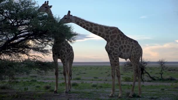 Two Giraffes Eating Acacia Tree Sunset Savannah Etosha Namibia Slow — Stock Video