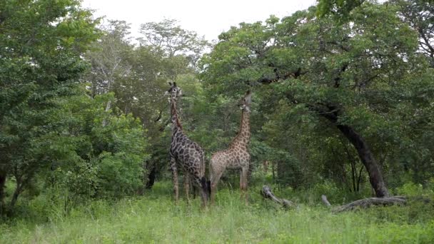 Dwie Stare Żyrafy Jedzące Akację Caprivi Strip Namibia Zwolnionym Tempie — Wideo stockowe