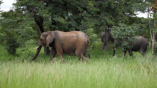 Drie Olifanten Die Slow Motion Door Het Gras Lopen Caprivi — Stockvideo