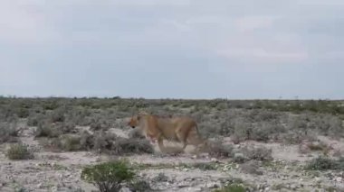 Afrika, Namibya 'da vahşi bir dişi aslanın 4K görüntüsü. NP Etosha, Namibya. Yüksek kalite 4K görüntü
