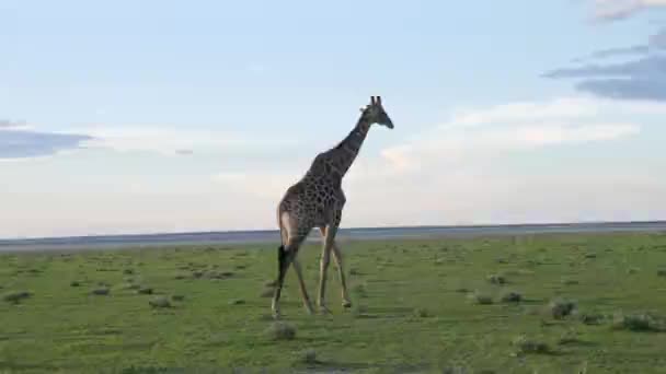 Żyrafa Odchodzi Zachodzie Słońca Savannah Etosha Namibii Dzikie Safari Afryce — Wideo stockowe