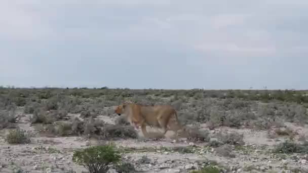 Beelden Van Een Wilde Vrouwelijke Leeuw Die Bush Loopt Namibië — Stockvideo
