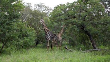 Caprivi Strip, Namibya 'da akasya ağacı yiyen iki yaşlı zürafa. Afrika 'da vahşi bir safari. Safari turu. Oyun sürüşü. Vahşi yaşam konfor 4WD açık araçta seyrediyor.