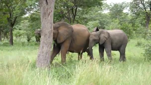 Три Слони Ходять Траві Смузі Капріві Намібія Дике Сафарі Африці — стокове відео