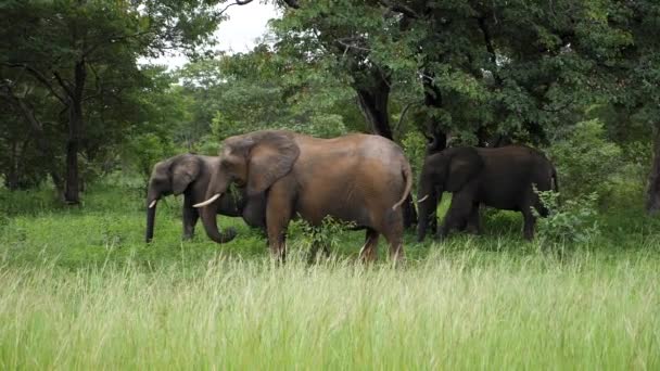 Tres Elefantes Caminando Hierba Franja Caprivi Namibia Cámara Lenta Safari — Vídeos de Stock