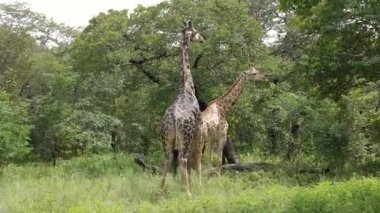 Caprivi Şeridi, Namibya 'da akasya ağacı yiyen iki yaşlı zürafa. Afrika 'da vahşi bir safari. Safari turu. Oyun sürüşü. Vahşi yaşam konfor 4WD açık araçta seyrediyor.
