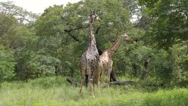 在纳米比亚卡普里维一带 两个老长颈鹿正在吃相思树 非洲的野生狩猎 Safari骑 一个游戏驱动器 野生动物在舒适的4Wd敞篷车中观看 — 图库视频影像