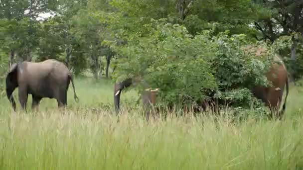 Три Слони Ходять Траві Смузі Капріві Намібія Дике Сафарі Африці — стокове відео