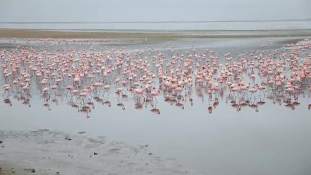 Colônia Enorme Flamingos Menores Phoenicopterus Menor Perto Walvis Bay Namíbia — Vídeo de Stock