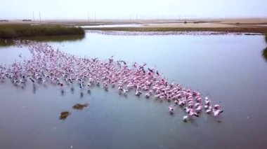 Küçük flamingolardan oluşan büyük bir koloninin hava aracı görüntüleri. Fenikopterus minör. Namibya 'daki Walvis Körfezi yakınlarında flamingolara yakın uçuyorlar. Lagünde beslenen pembe flamingo kuşları. Yüksek kalite 4k görüntü