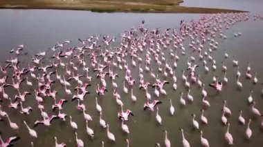 Küçük flamingolardan oluşan büyük bir koloninin hava aracı görüntüleri. Fenikopterus minör. Namibya 'daki Walvis Körfezi yakınlarında flamingolara yakın uçuyorlar. Lagünde beslenen pembe flamingo kuşları. Yüksek kalite 4k görüntü