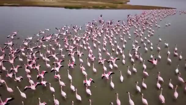 Aerial Drone Footage Huge Colony Lesser Flamingos Phoenicopterus Minor Flying — Stock Video
