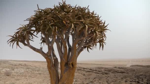 Toulavý Les Poblíž Keetmanshoop Namibii Národní Strom Namibie Vysoce Kvalitní — Stock video