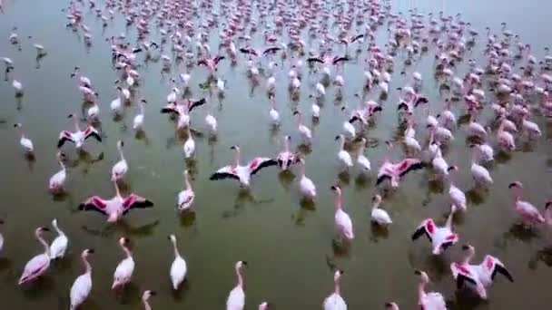 Flygdrönare Från Koloni Mindre Flamingos Phoenicopterus Moll Flyger Nära Flamingos — Stockvideo