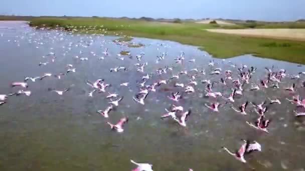 一个小火烈鸟小火烈鸟群落的空中无人机画面 靠近纳米比亚沃尔维斯湾附近的火烈鸟飞行 玫瑰火烈鸟在泻湖里觅食 高质量的4K镜头 — 图库视频影像