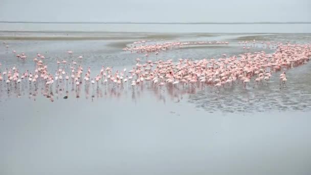 Huge Colony Lesser Flamingos Phoenicopterus Minor Walvis Bay Namibia Rosy — Stock Video