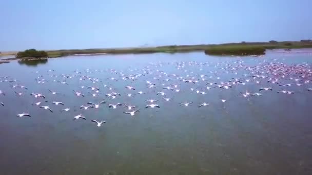 小さなフラミンゴス フェニコプタースの巨大なコロニーの航空無人機の映像 ナミビアのウォルヴィス ベイ近くのフラミンゴに近いフラミンゴに近接しています ラグーンで餌を与えるロージーフラミンゴの鳥 高品質の4K映像 — ストック動画