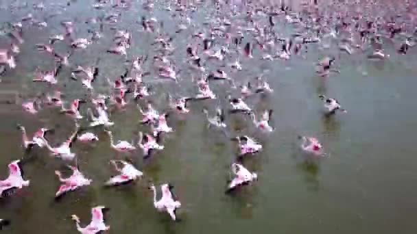 Nagranie Dronów Lotniczych Ogromnej Kolonii Mniejszych Flamingów Fenicopterus Minor Lecąc — Wideo stockowe