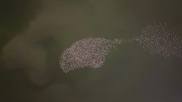 Légi Felvételek Egy Kisebb Flamingókból Álló Kolóniáról Phoenicopterus Minor Repül — Stock videók