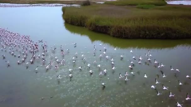 Imagens Aéreas Drones Uma Enorme Colônia Flamingos Menores Phoenicopterus Menor — Vídeo de Stock