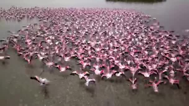 Letecké Záběry Bezpilotního Letounu Obrovské Kolonie Menších Plameňáků Phoenicopterus Minor — Stock video