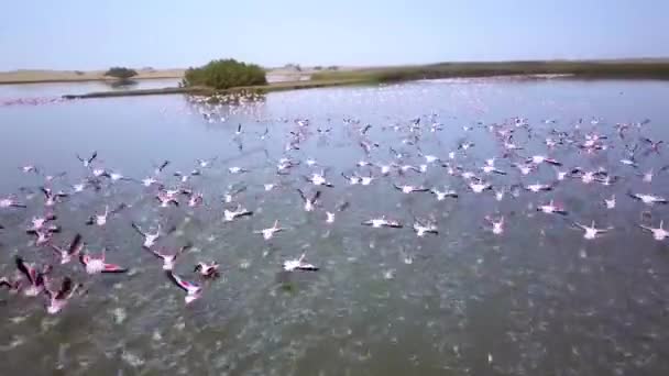 Drohnenaufnahmen Einer Riesigen Kolonie Kleiner Flamingos Phoenicopterus Minor Der Nähe — Stockvideo