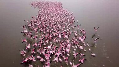 Küçük flamingolardan oluşan büyük bir koloninin hava aracı görüntüleri. Fenikopterus minör. Namibya 'daki Walvis Körfezi yakınlarında flamingolara yakın uçuyorlar. Lagünde beslenen pembe flamingo kuşları. Yüksek kalite 4k görüntü