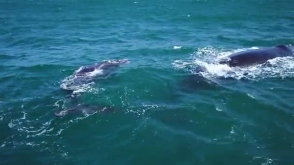 남아프리카 공화국 허머너스의 해안에서 오른쪽 고래의 근처의 물에서 수영하는 어머니와 — 비디오