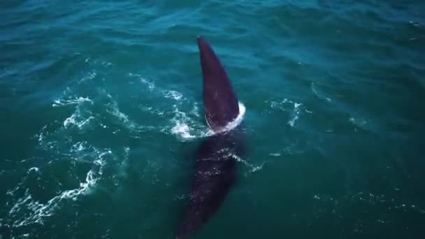 Aerial Footage Southern Right Whales Coast Hermanus South Africa Migrating — Stock Video