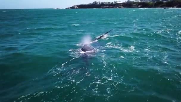 在南非赫马努斯海岸外的南部露脊鲸的空中录像 在靠近海岸的浅水中游泳的是移民妈妈和小牛 鲸鱼在观看 高质量的4K镜头 — 图库视频影像