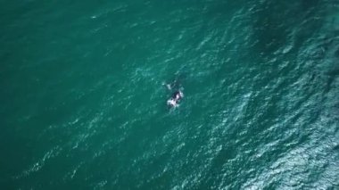 Hermanus, Güney Afrika açıklarındaki Güney Sağ Balinaları 'nın hava görüntüleri. Göçmen anne ve yavrusu kıyıya yakın sığ bir suda yüzüyor. Balina izliyor. Yüksek kalite 4k görüntü.