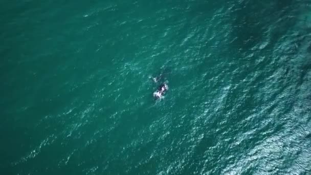 Εναέρια Πλάνα Από Νότιες Δεξιές Φάλαινες Στα Ανοικτά Των Ακτών — Αρχείο Βίντεο
