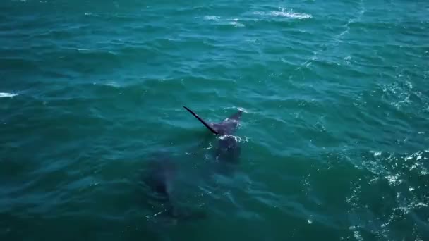 Luftaufnahmen Von Südlichen Rechten Walen Vor Der Küste Von Hermanus — Stockvideo