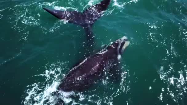 Εναέρια Πλάνα Από Νότιες Δεξιές Φάλαινες Στα Ανοικτά Των Ακτών — Αρχείο Βίντεο