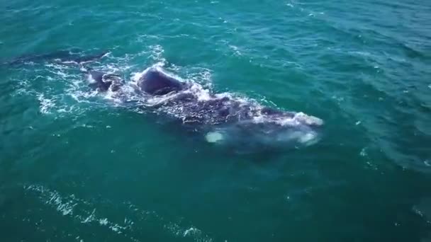 Запись Воздуха Южных Правых Китов Побережья Хермануса Южная Африка Мигрирующие — стоковое видео