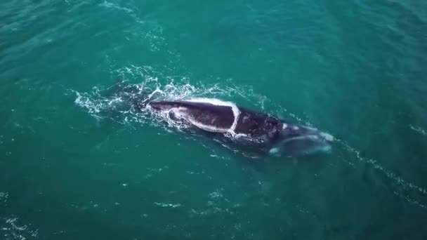 南アフリカのハーマン海岸の南部右クジラの航空写真 海岸近くの浅い水で泳いでいる母と子牛 ホエールウォッチング 高品質の4K映像 — ストック動画