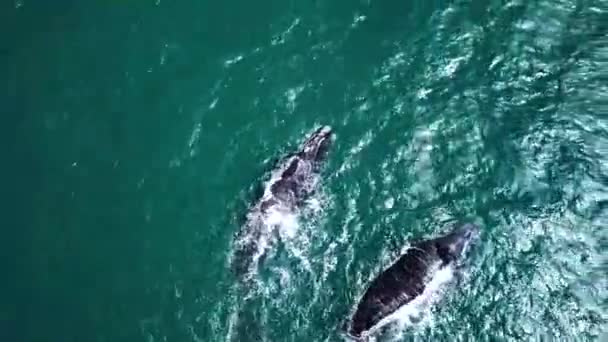 在南非赫马努斯海岸外的南部露脊鲸的空中录像 在靠近海岸的浅水中游泳的是移民妈妈和小牛 鲸鱼在观看 高质量的4K镜头 — 图库视频影像