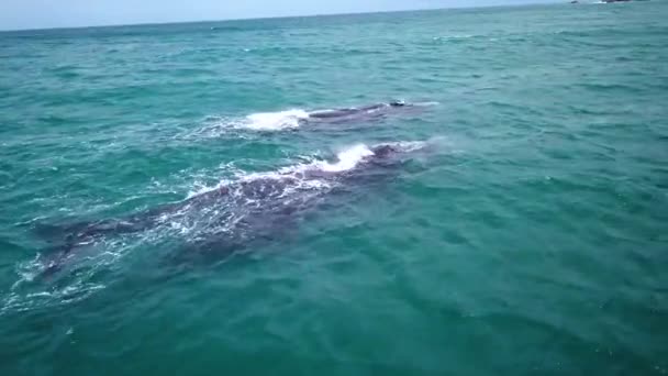 Nagranie Południowych Prawych Wielorybów Wybrzeży Hermanus Rpa Migrująca Matka Cielę — Wideo stockowe