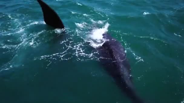 Letecký Záznam Jižních Pravicových Velryb Pobřeží Hermanusu Jižní Africe Migrující — Stock video