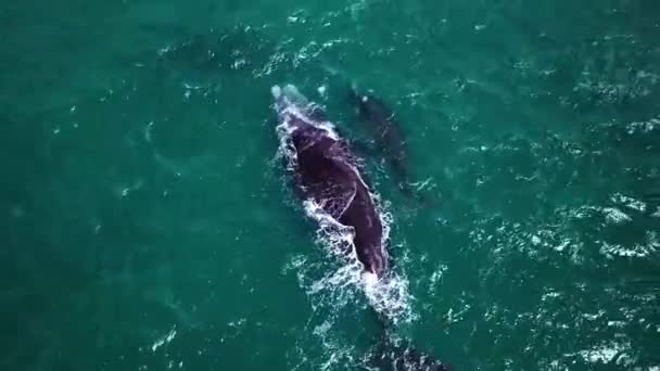 Aerial Footage Southern Right Whales Coast Hermanus South Africa Migrating — Stock Video