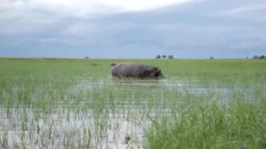 Botsvana, Chobe 'daki sulak alanlarda yürüyen dev Hippopotamus. Botswana 'da Chobe Nehri' nde bir teknede oyun sürüşü. Afrika 'da vahşi bir safari. Safari turu. Bir Oyun Sürücüsü.