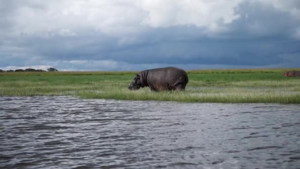 Botswana Chobe Daki Sulak Alanlarda Ağır Çekimde Yürüyen Dev Hippopotamus — Stok video