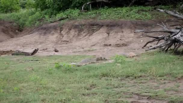 Crocodilo Nilo Perto Rio Game Drive Barco Rio Chobe Botsuana — Vídeo de Stock