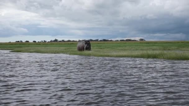 Huge Hippopotamus Walking Wetlands Chobe Botswana Slow Motion Game Drive — Stock Video