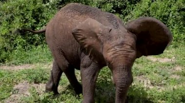 Chobe, Botswana 'da buzağıda yürüyen erkek fil. Afrika 'da vahşi bir safari. Safari turu. Oyun sürüşü. Vahşi yaşam konfor 4WD açık araçta seyrediyor.