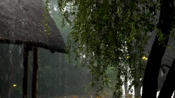 Сильный Дождь Замедленной Съемке Африканской Ложе Капли Дождя Замедленной Съемке — стоковое видео